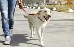Dog walking license and regulation information