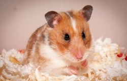 Pet shop hamster