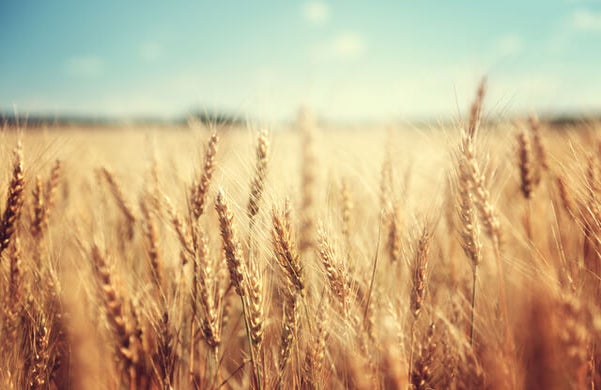Close up of wheat in a field