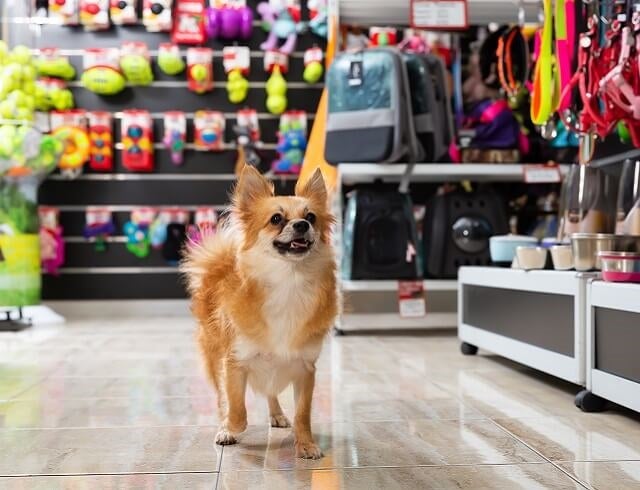 lockdown winners and losers - pet shops