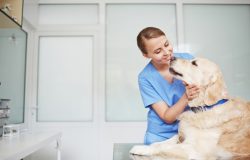 petcarebusinessacceleratorprogramme