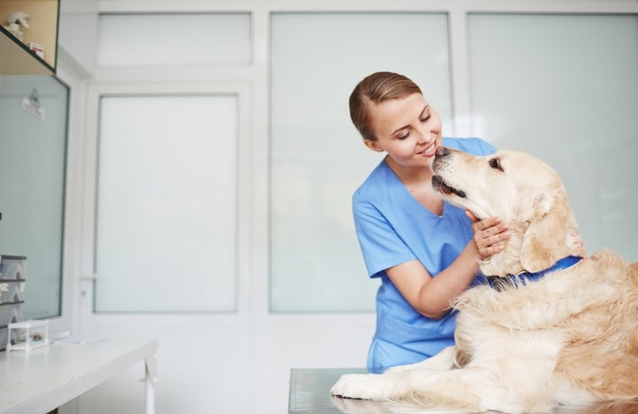 petcarebusinessacceleratorprogramme