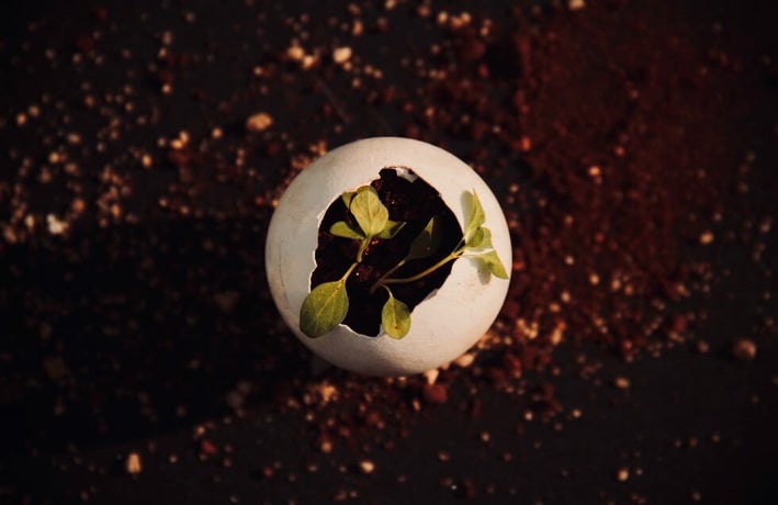 a top down view of a plant emerging from a white egg