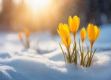 Nature lighting of spring landscape with first yellow crocuses flowers on snow in the sunshine and beautiful sky. Life or nature botanical concept.